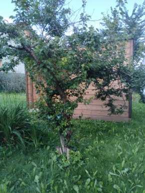 Коллективный сад номер 7, участок 58 в Арамиле - aramil.yutvil.ru - фото 28