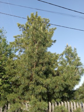 ул. Полынная,29 в Арамиле - aramil.yutvil.ru - фото 18